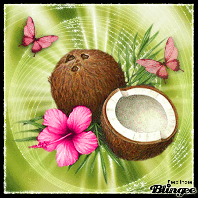 Papillons et noix de coco