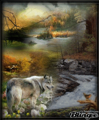  Loup et paysage d'automne