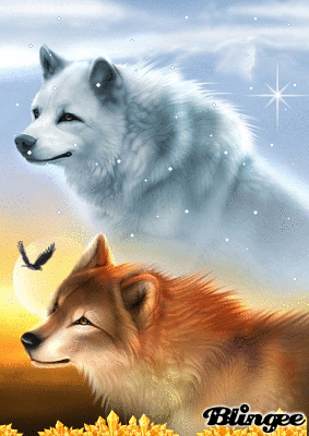 Loup et loup blanc : Magnifique image!!!!